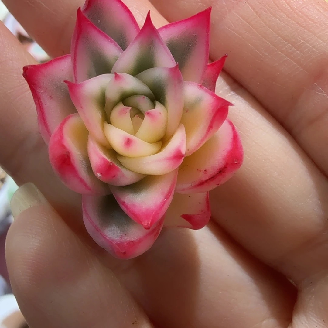 卡利斯托锦，头盖无根，多肉植物