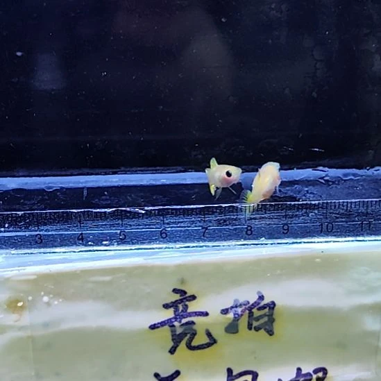 孔雀鱼11黄蕾丝玻璃猫一对