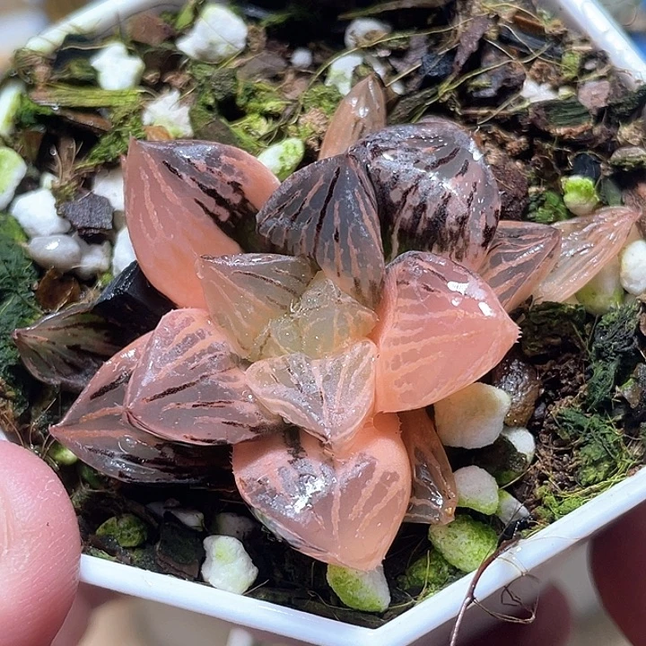 688赤焰玉露锦特选福利
