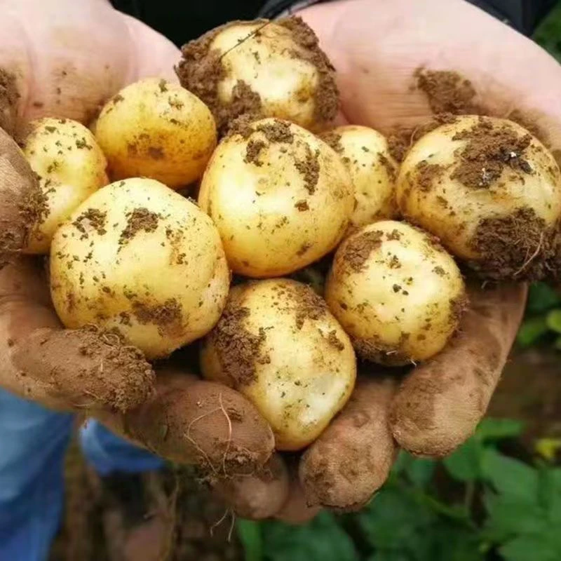 贵州高山黄心小土豆新鲜现挖现发软糯香面农家自种