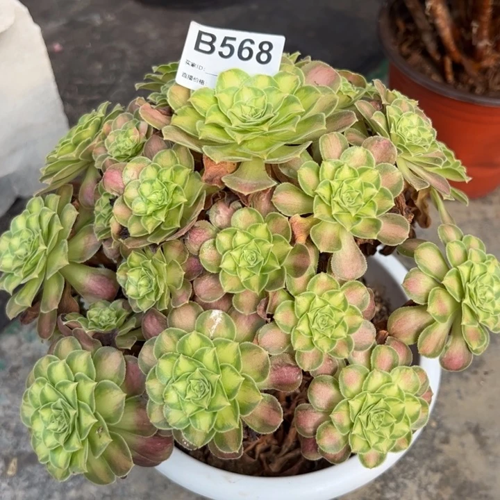 568韶华20厘米左右