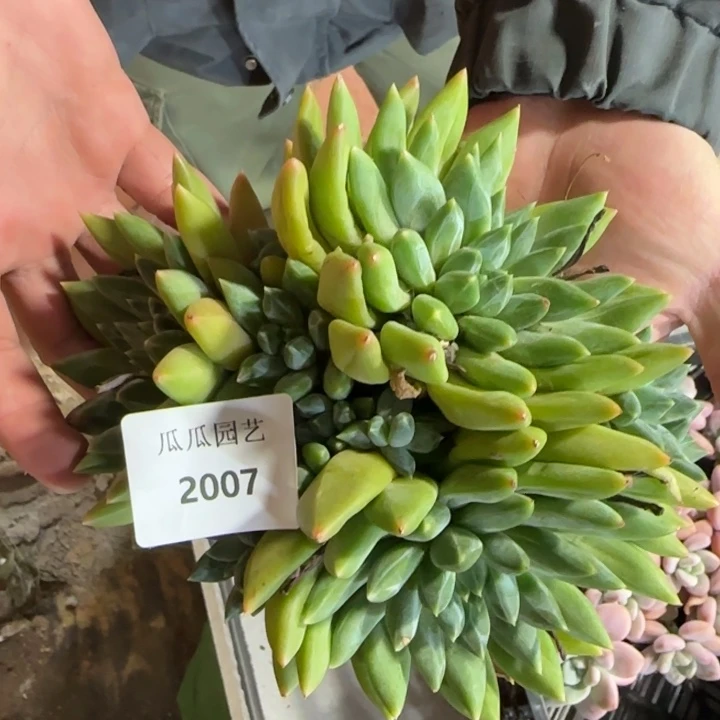 2007重楼大群多肉植物的