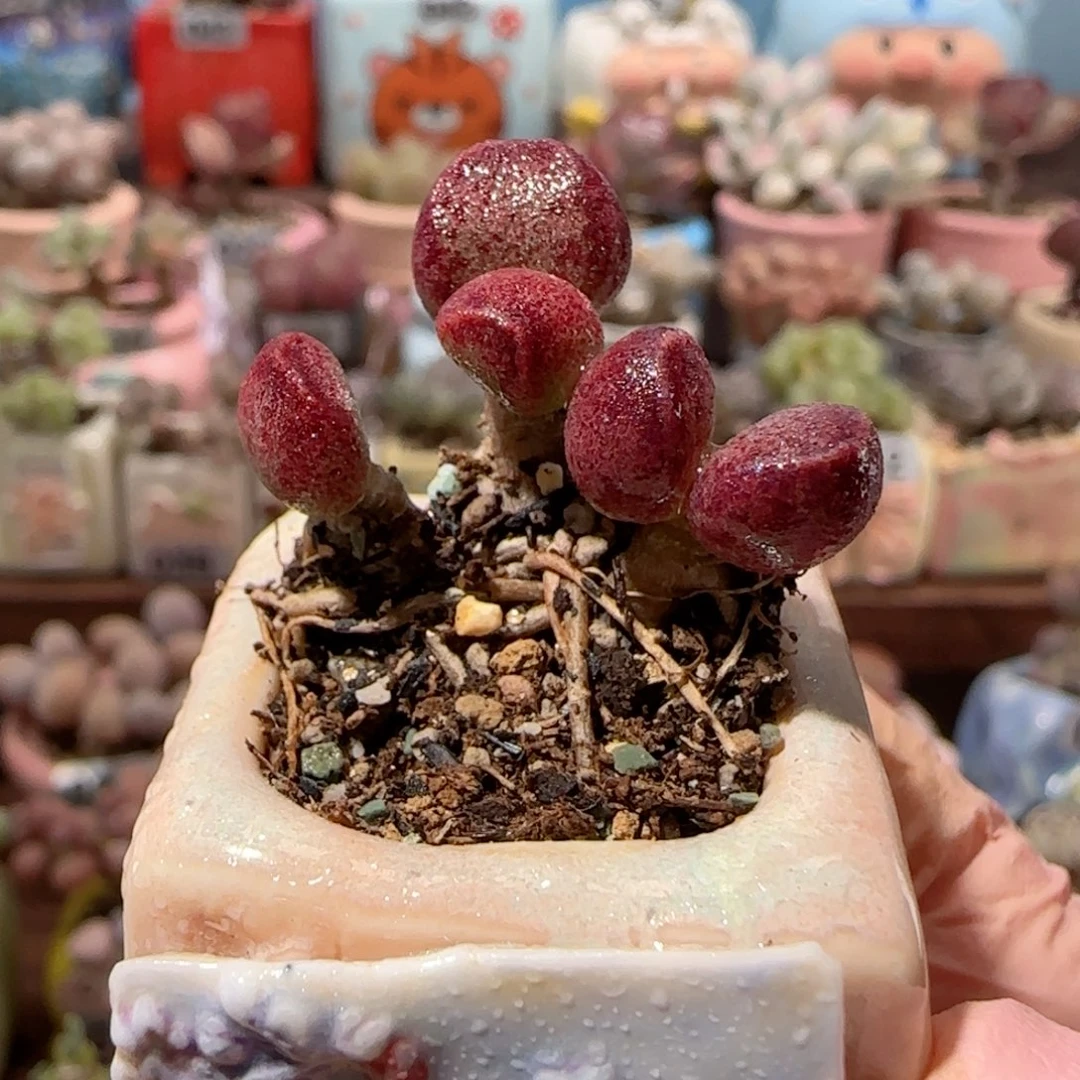 艾薇水泡 盆口3cm