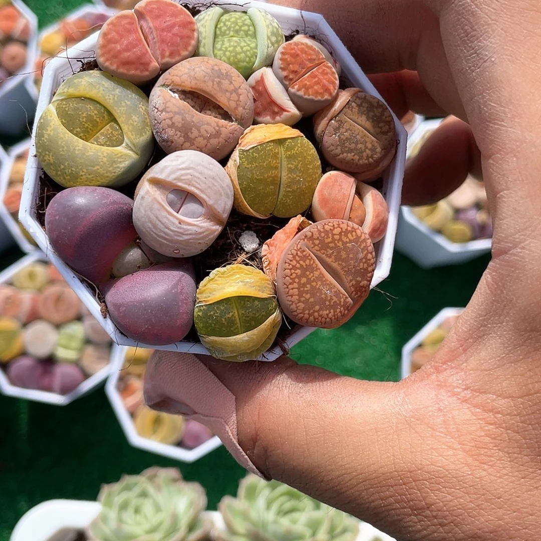 七彩屁股花带盆发货