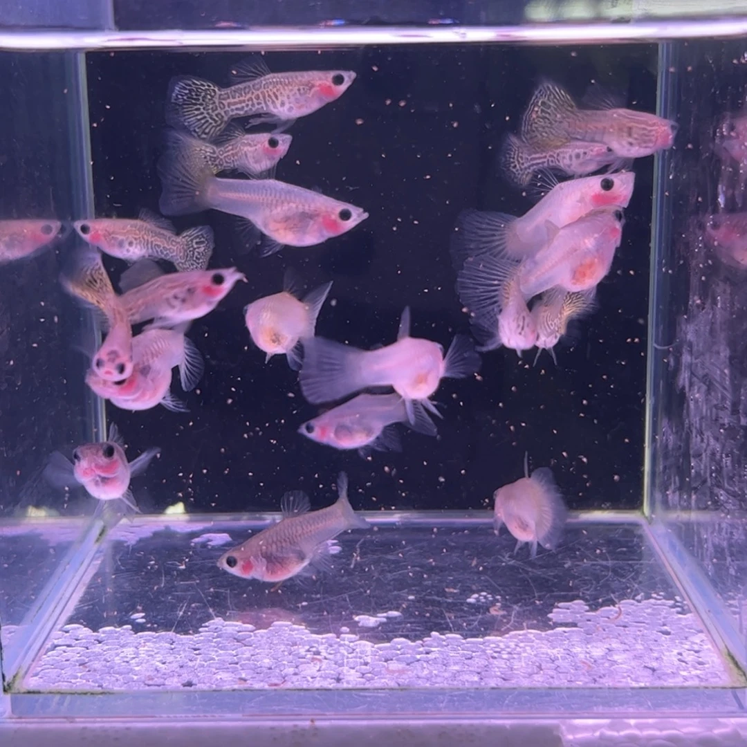 孔雀鱼蕾丝玻璃猫20条所见即所得