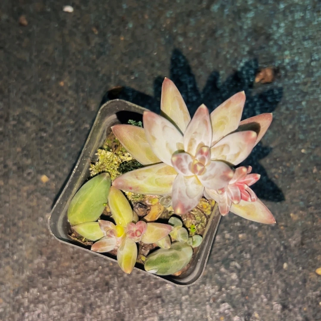 桔云多肉美人精品系列