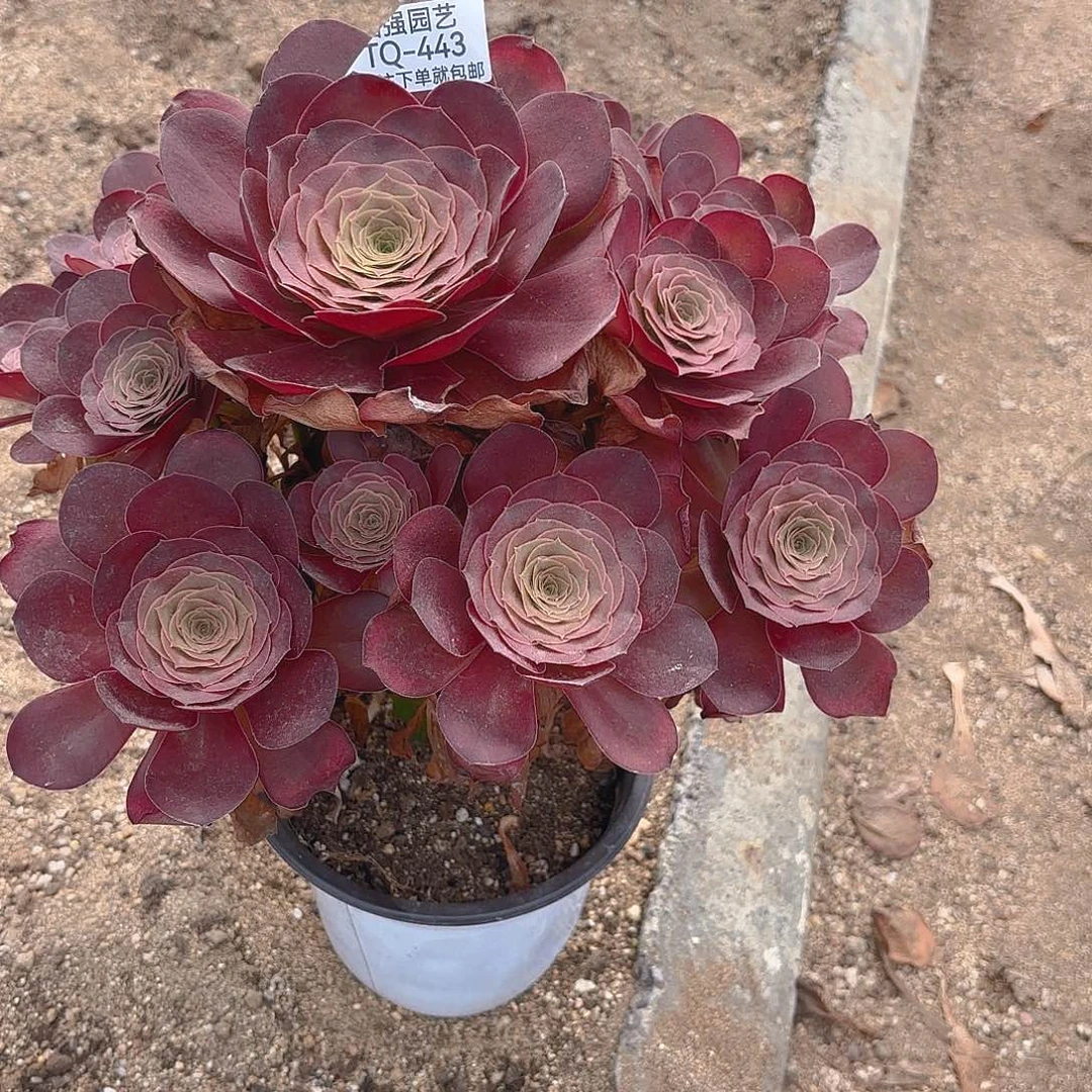 魅金多肉植物一号443