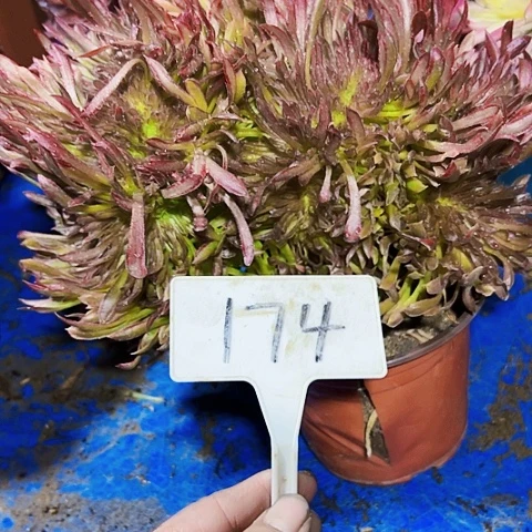 多肉植物红珊瑚缀花