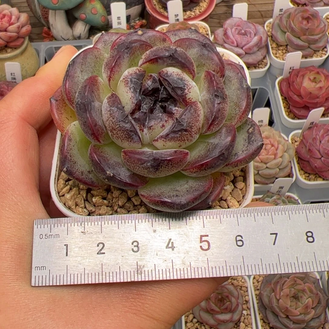 e****l042 多肉植物组合