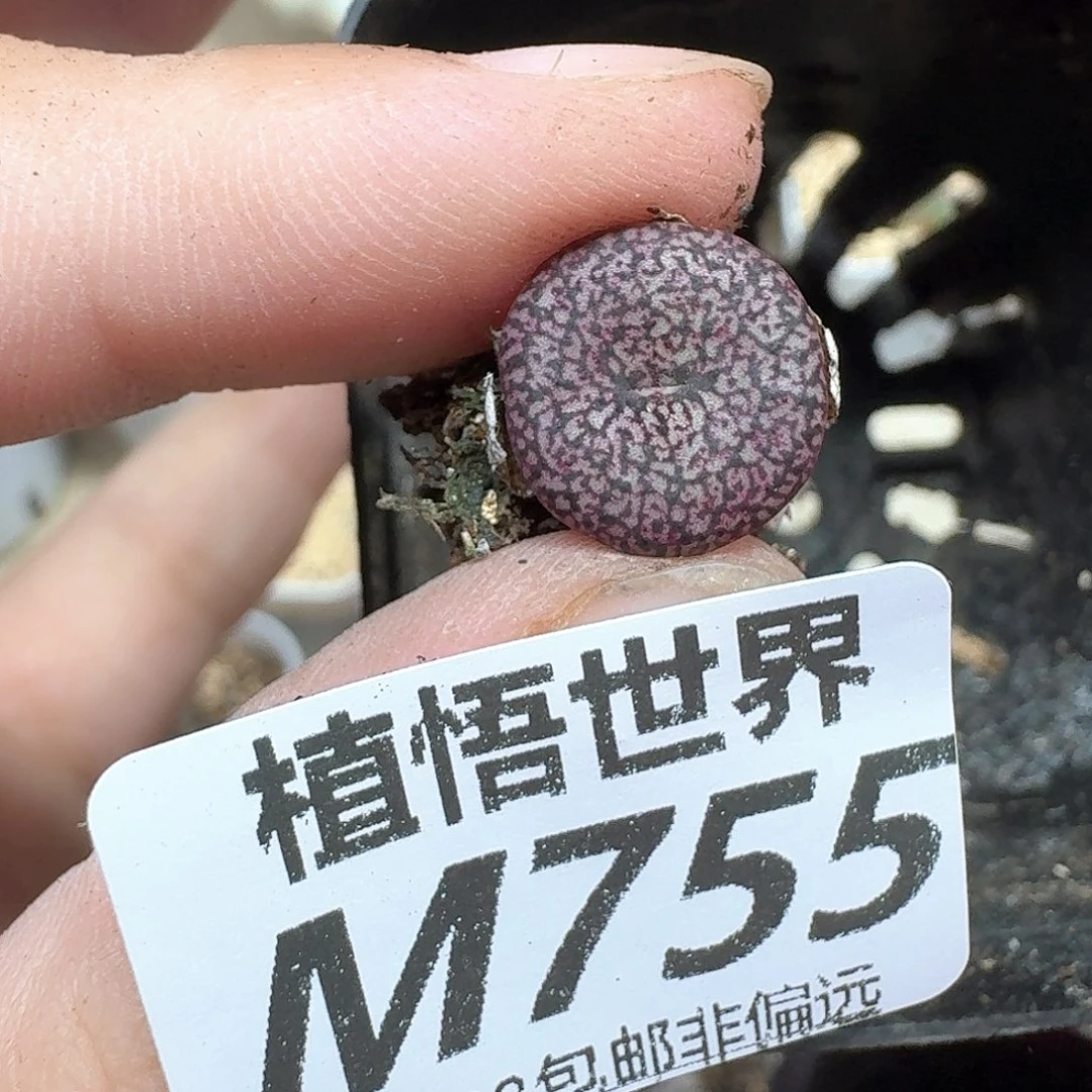 多肉植物的人生是d