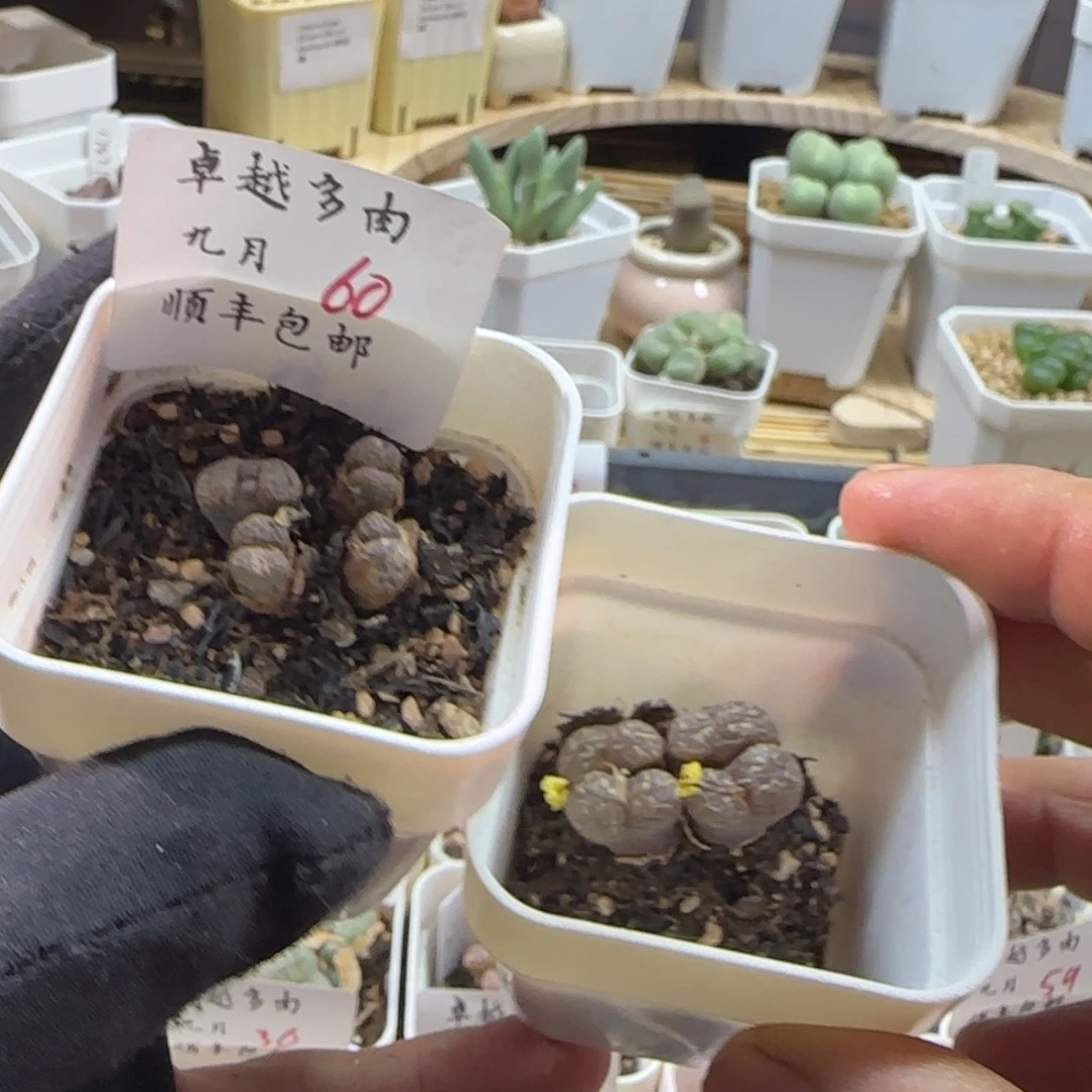 顺丰包邮一物一拍-60