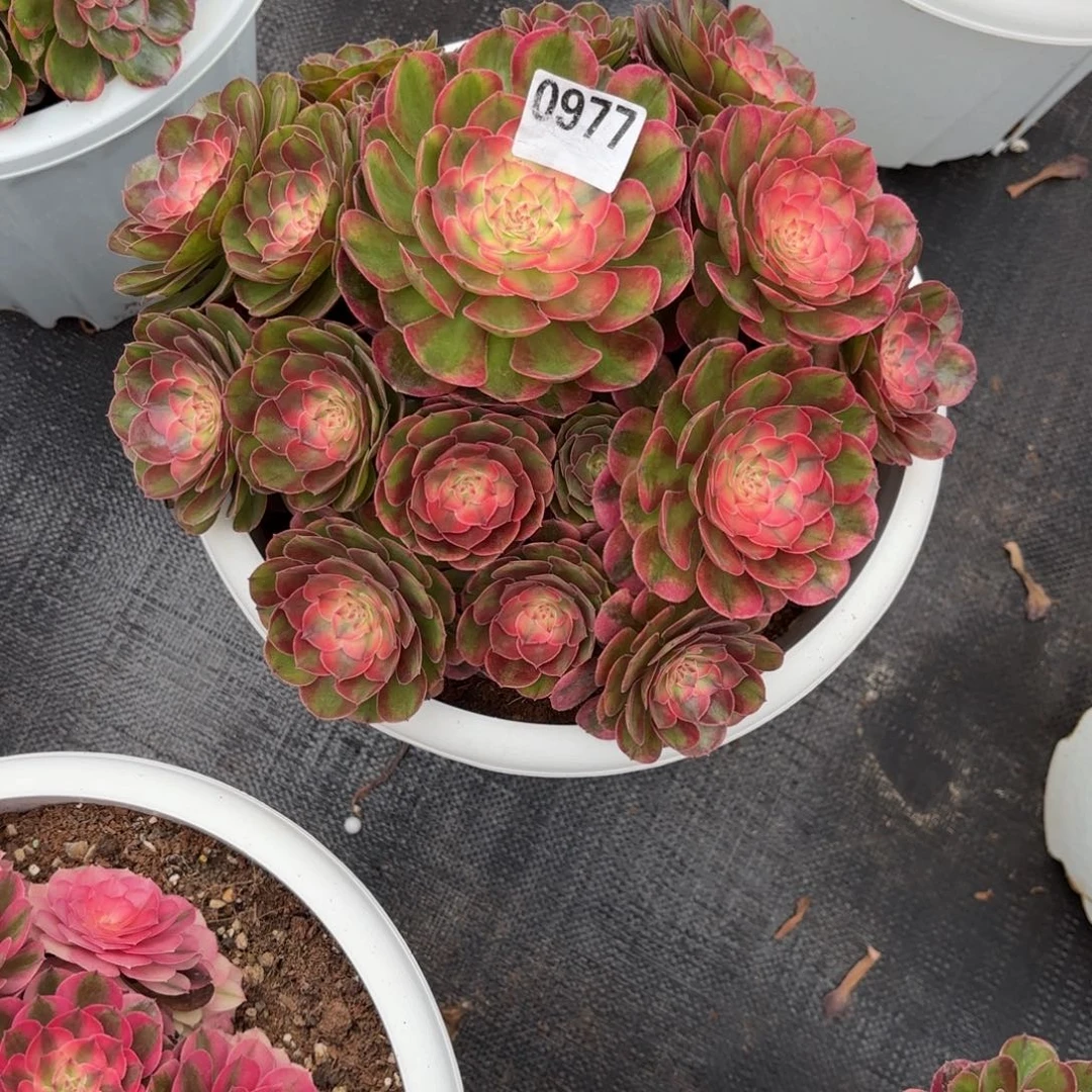 1***6无花朵多肉法师荔枝0977