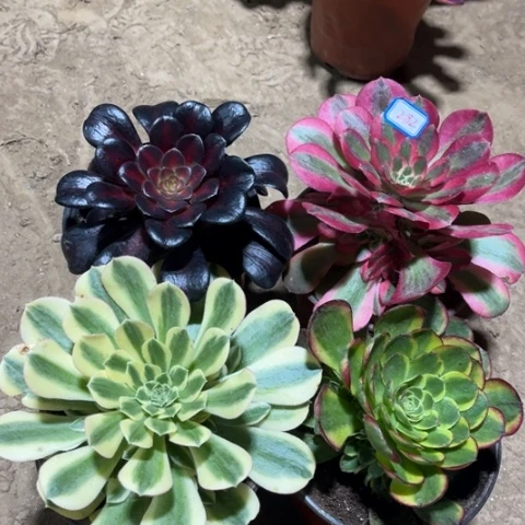 282多肉植物组合