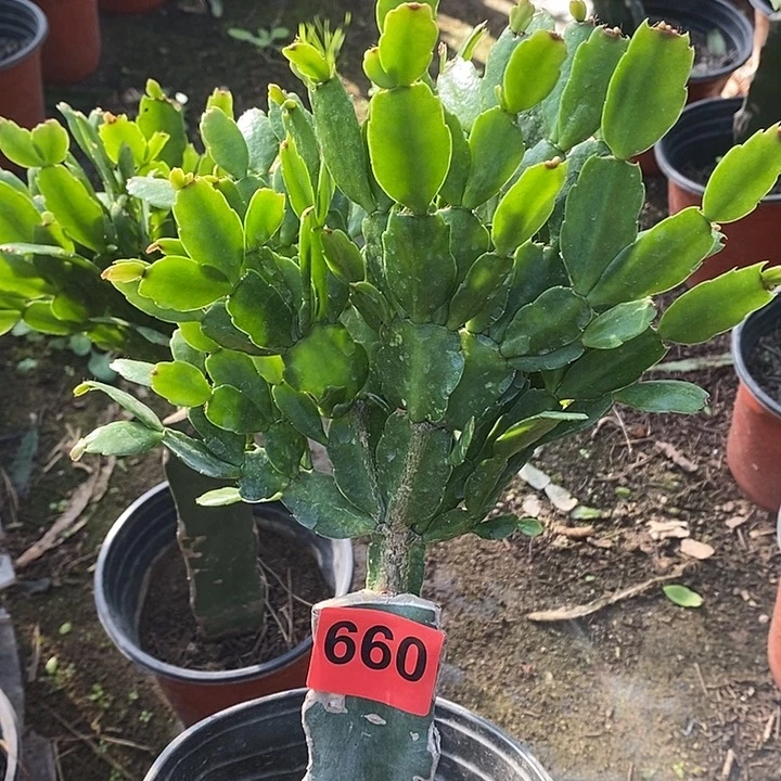无花朵用****2027，桩有疤叶片晒伤660号新疆不包邮