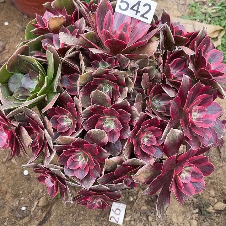 542浣纱对肉植物的