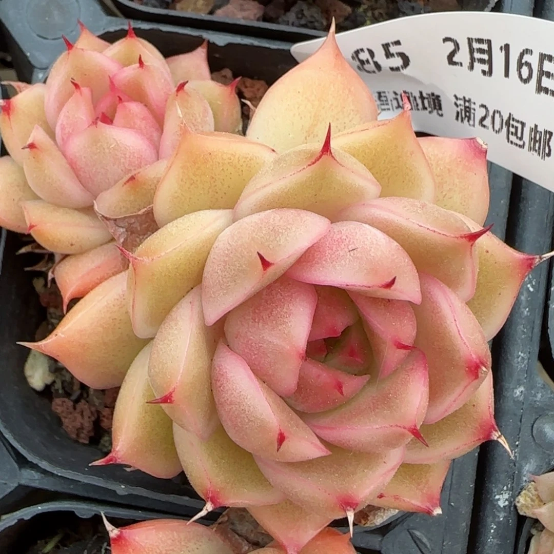 花语逸境0216-585