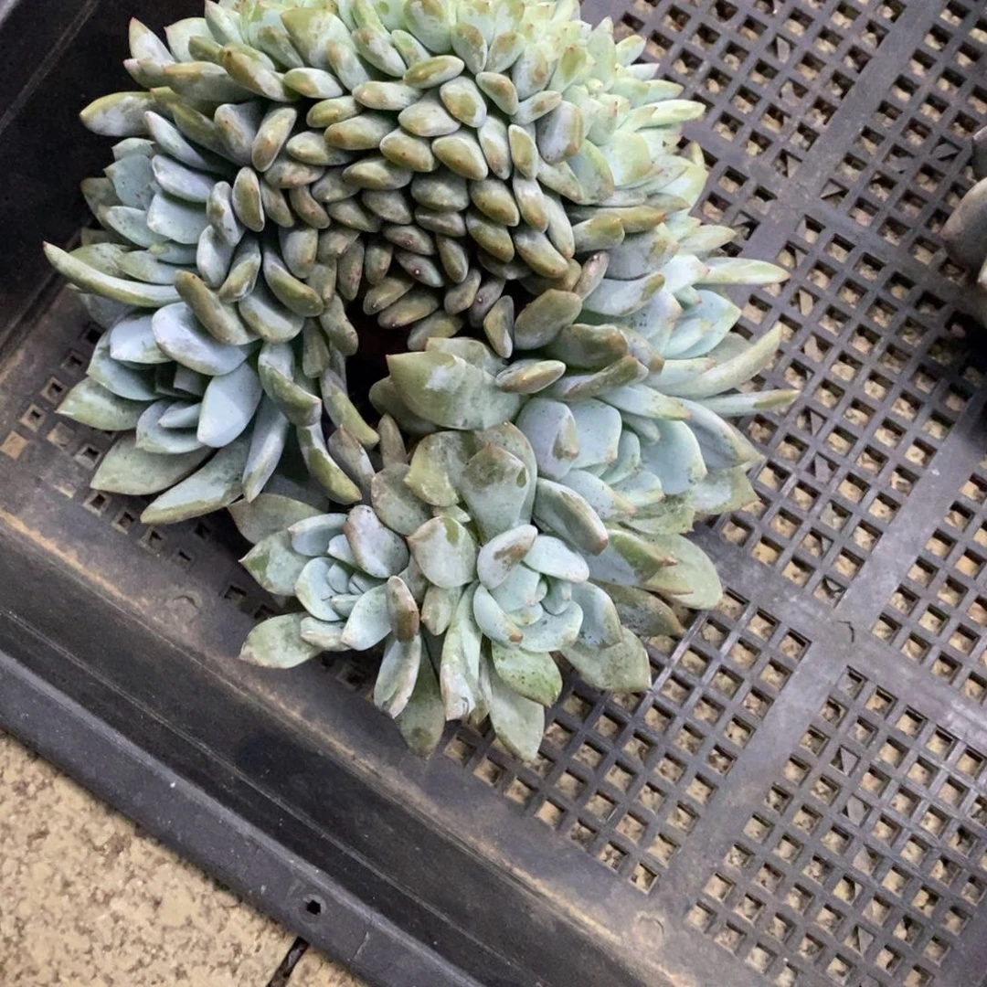 夏***日小虎多肉一物一拍星影