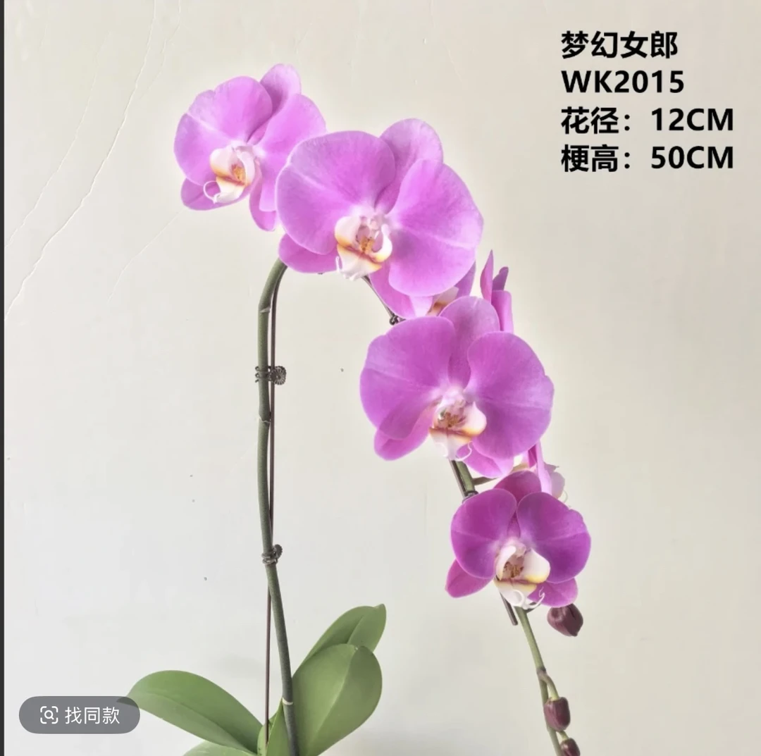 【梦幻女郎】3.5加高杯 粉色大花 成熟爆根子