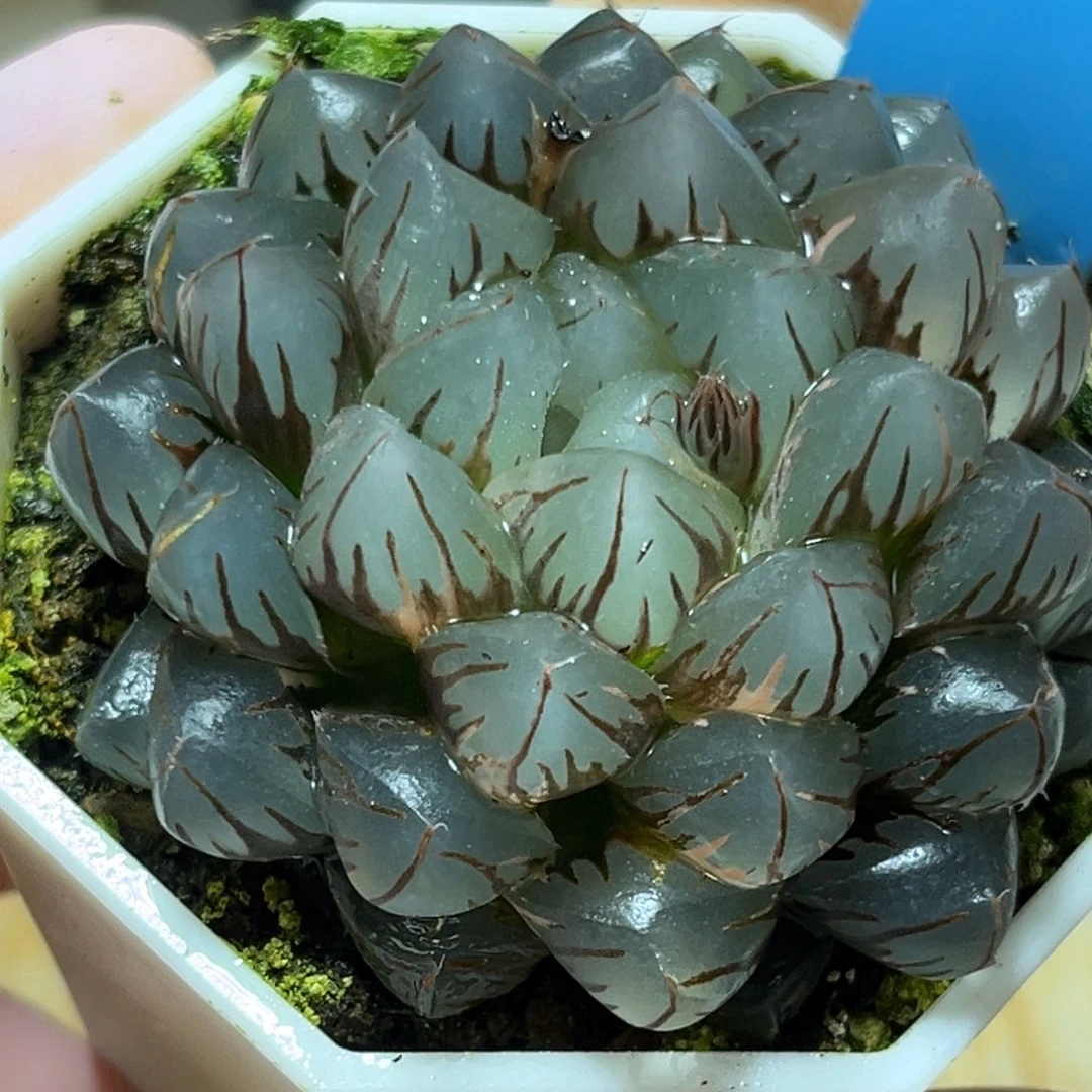 恭喜发财大吉大利0453