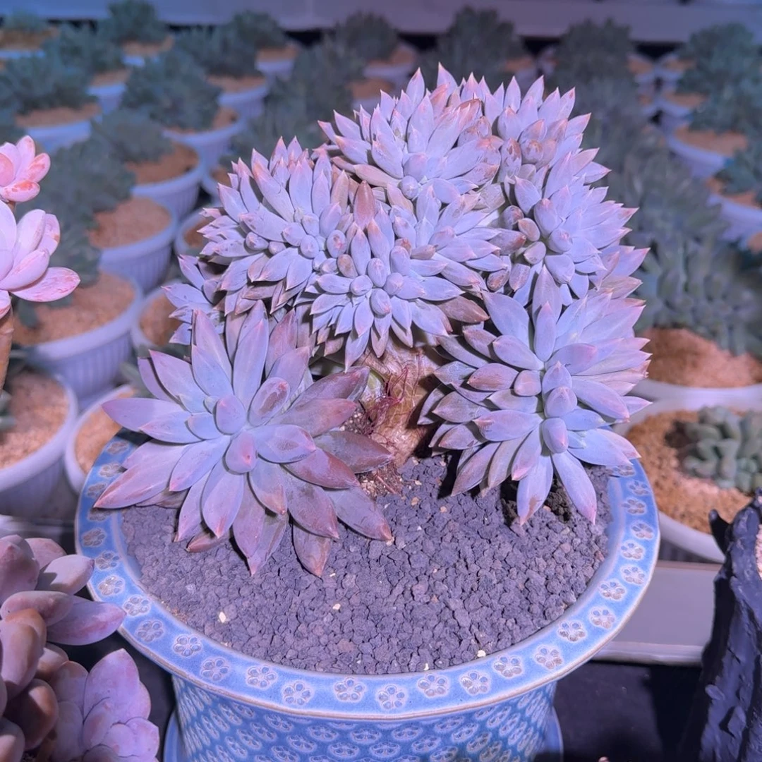 焦糖体 哥特 缀化 一物一拍