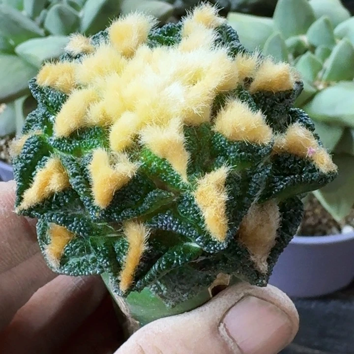 无花朵福利苗接新顿401