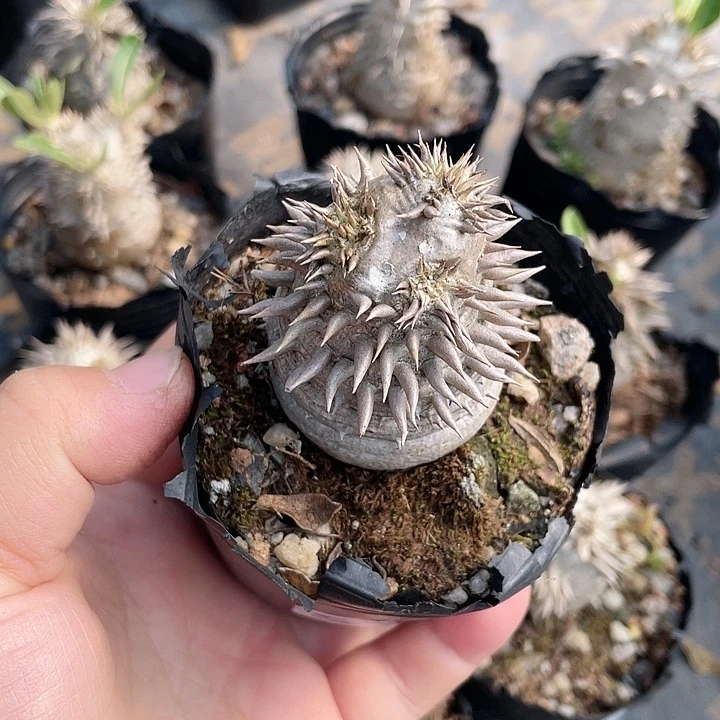 悠***才517惠比大黑块根植物