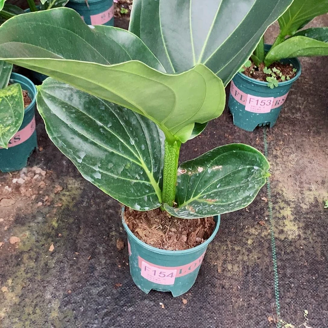 无花朵一**你木本花卉154叶损