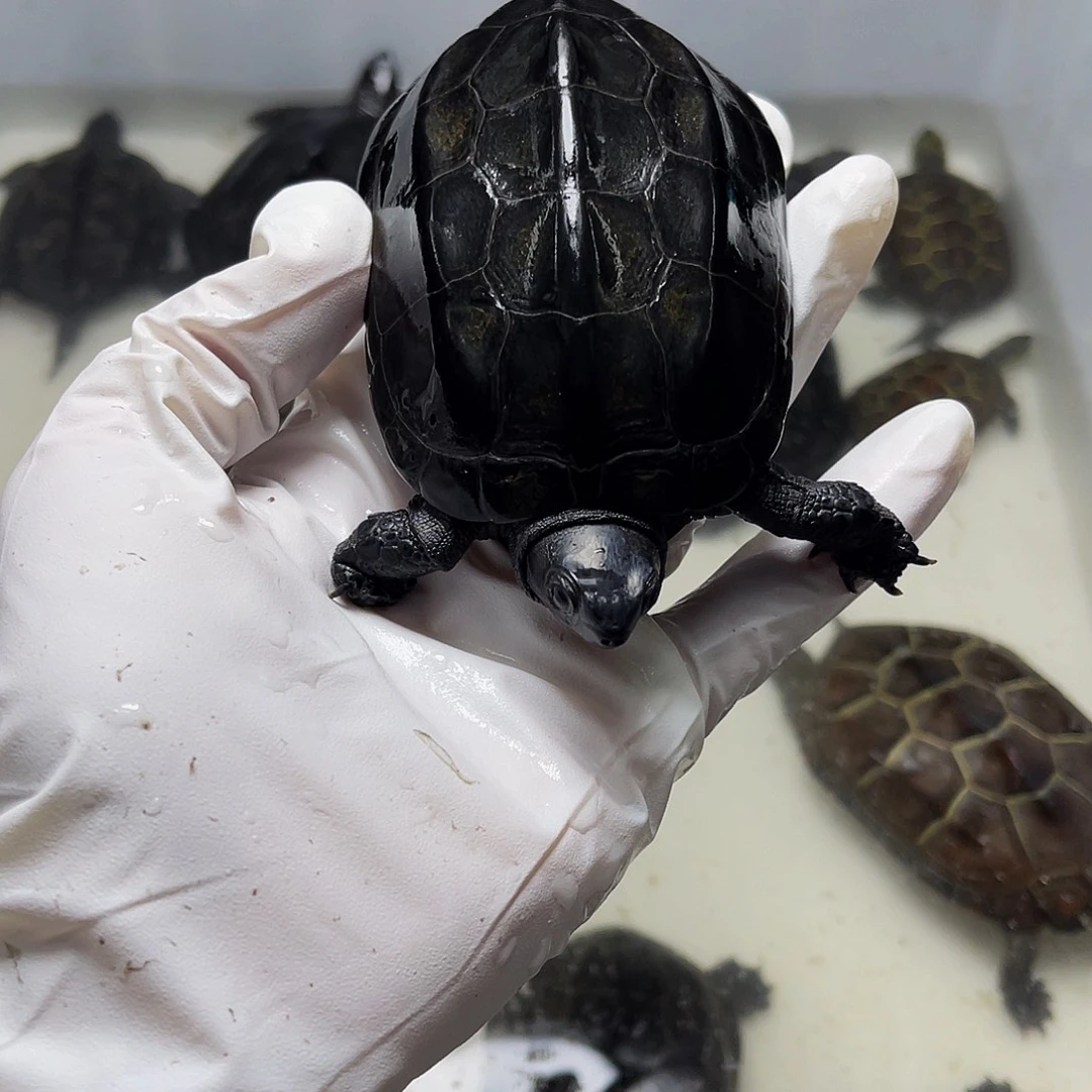 不***兴中华草龟公母搭配1237899