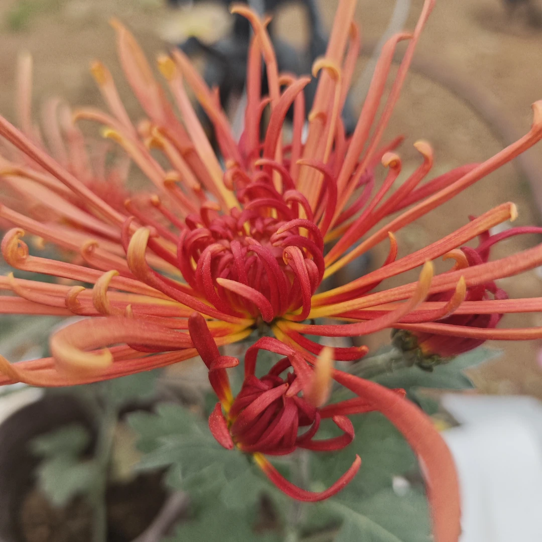 Aaaaa【金鸡报晓】九月菊盆栽（花根出售断肢养死不售后不含盆）