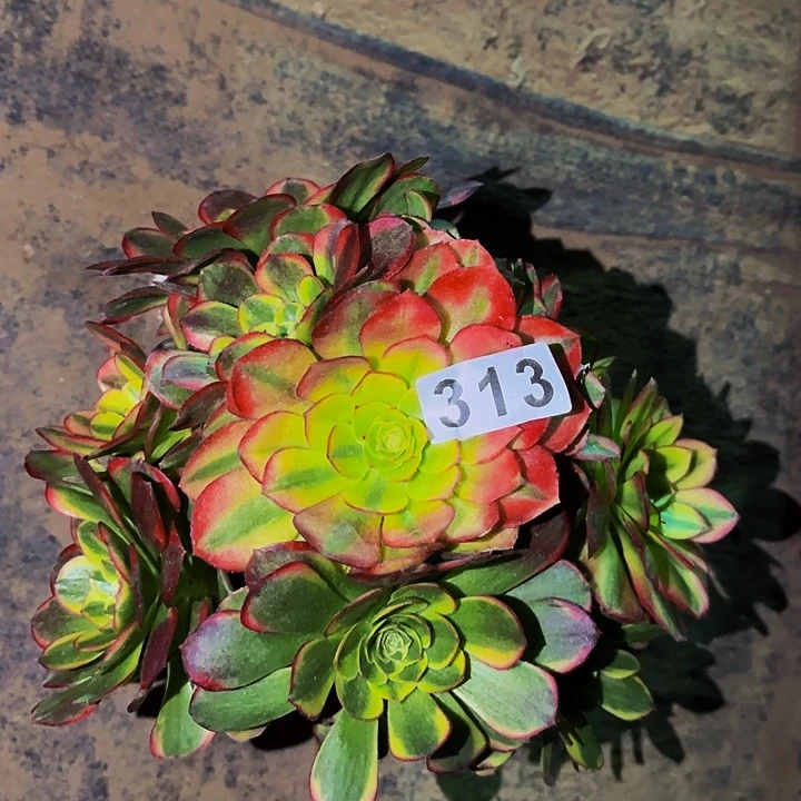 313奶白多肉植物