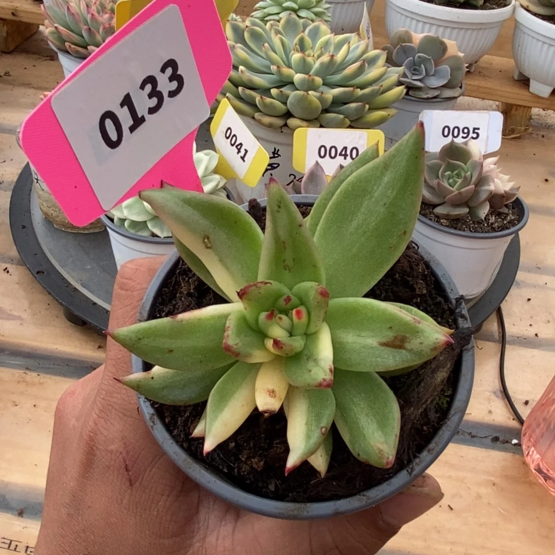 0133东元杂哈哈哈哈