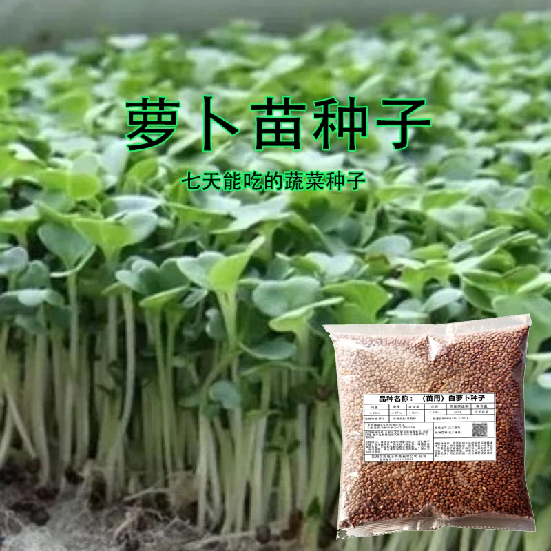 萝卜苗种籽白杆红杆紫杆按斤卖土培水培芽苗菜种四季种植种子