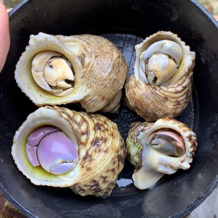 23a短腕西沙异色四只