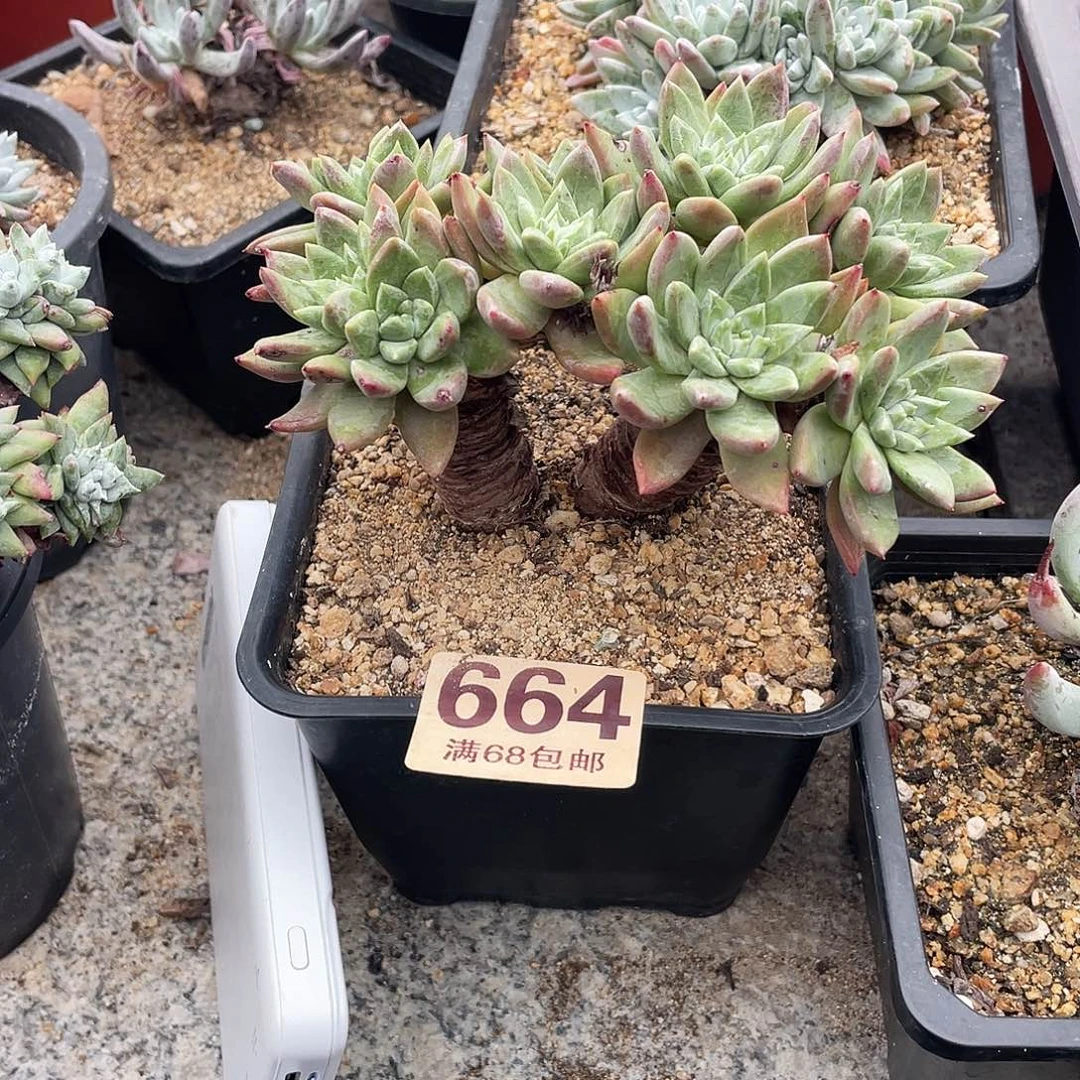 晨溪园艺仙女杯呀