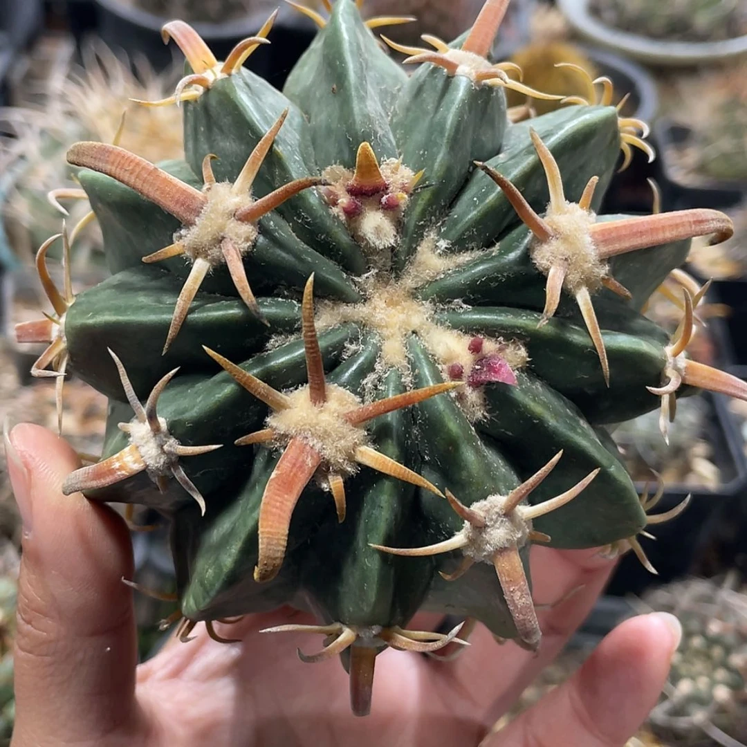 【闪购商品】武藏凌波才冒根6666