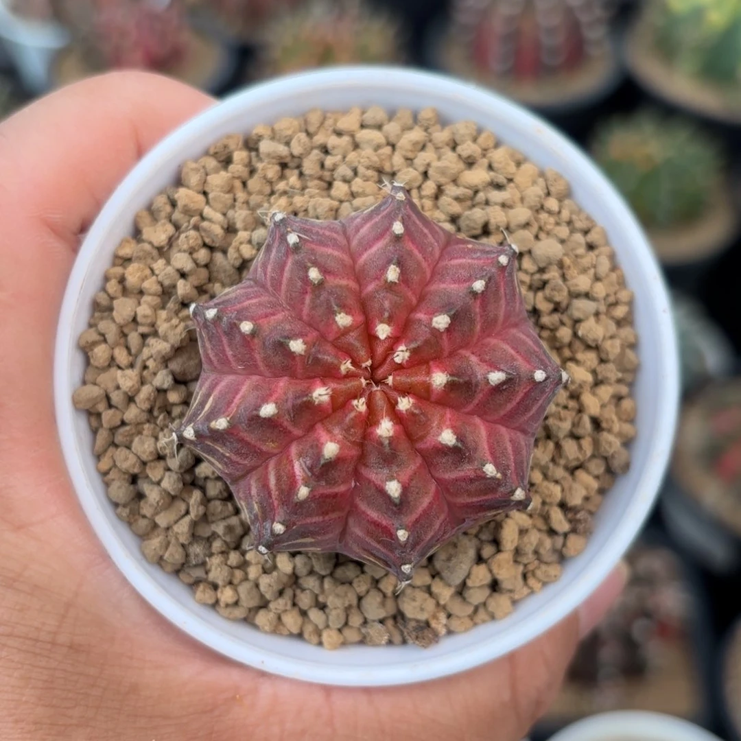 泰系实生轮回400