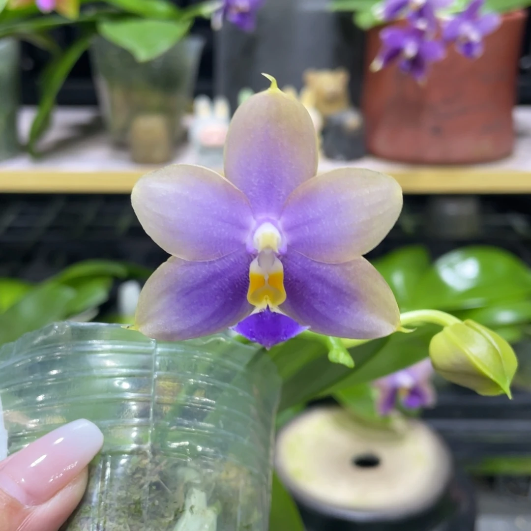 完全开放反射龙交荧光