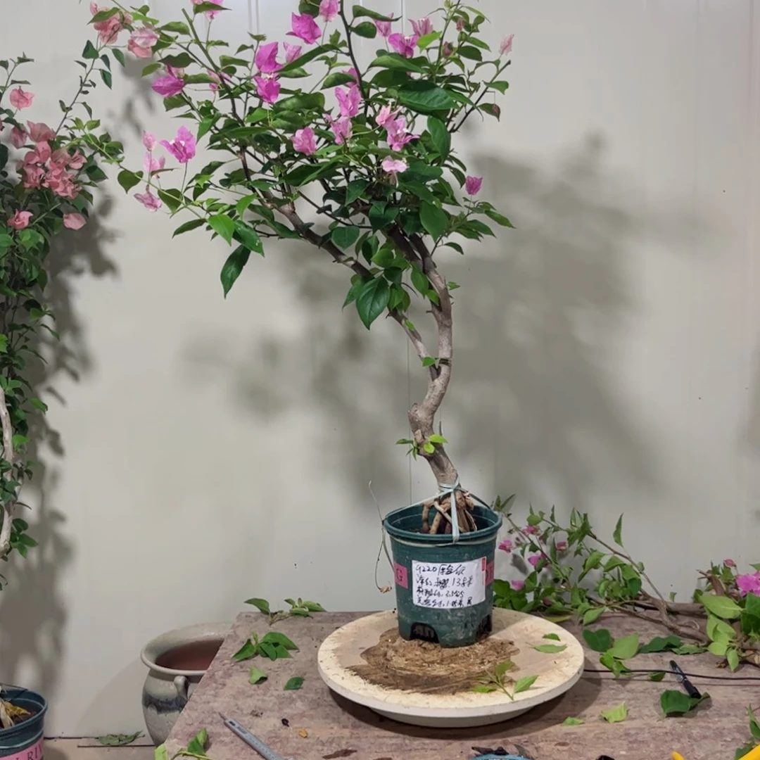 灵****大部分花苞少量开放9220漳红櫻桩纸箱发货