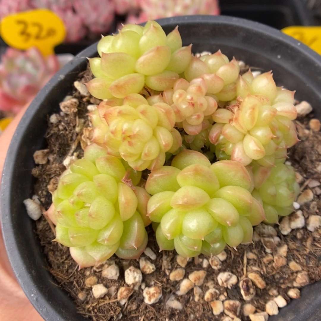 灯泡珍妮群生312号
