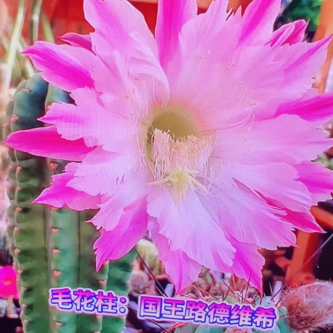 毛花柱 路德维希 国王 6厘米 侧芽 满20包邮
