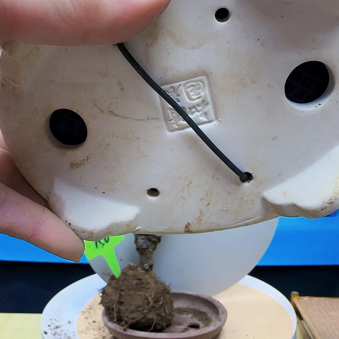 无铅玻璃青**老d f h j k k l