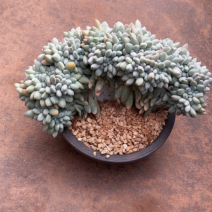 超大奶糖群生缀化多肉