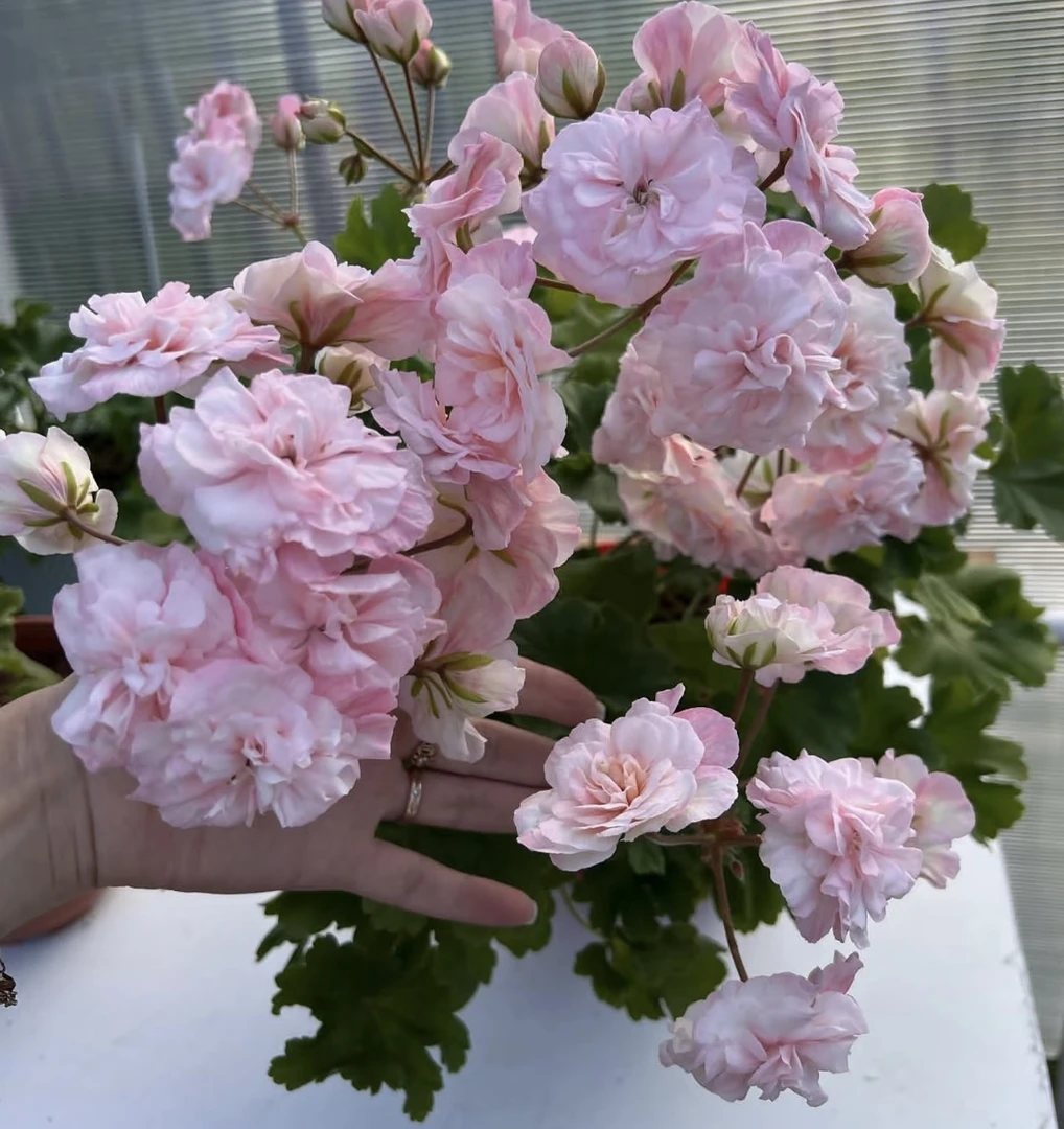 星系半兽无花苞天竺葵（叶子微黄品种）