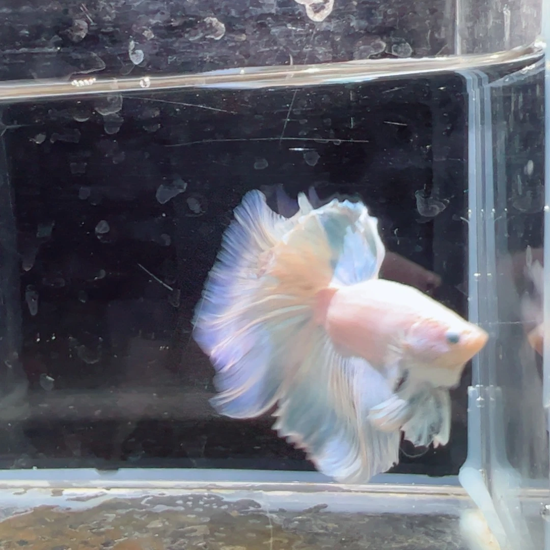 斗鱼浅色特殊尾hhhh