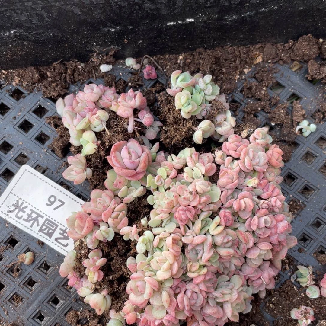 97胖宝宝切糕播种苗