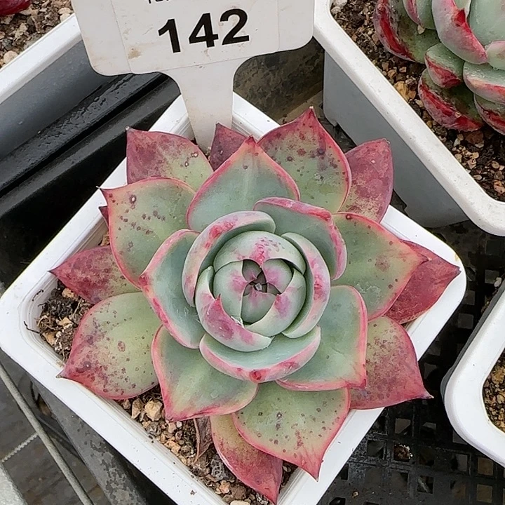 142 惊鸿仙子多肉植物6-9cm