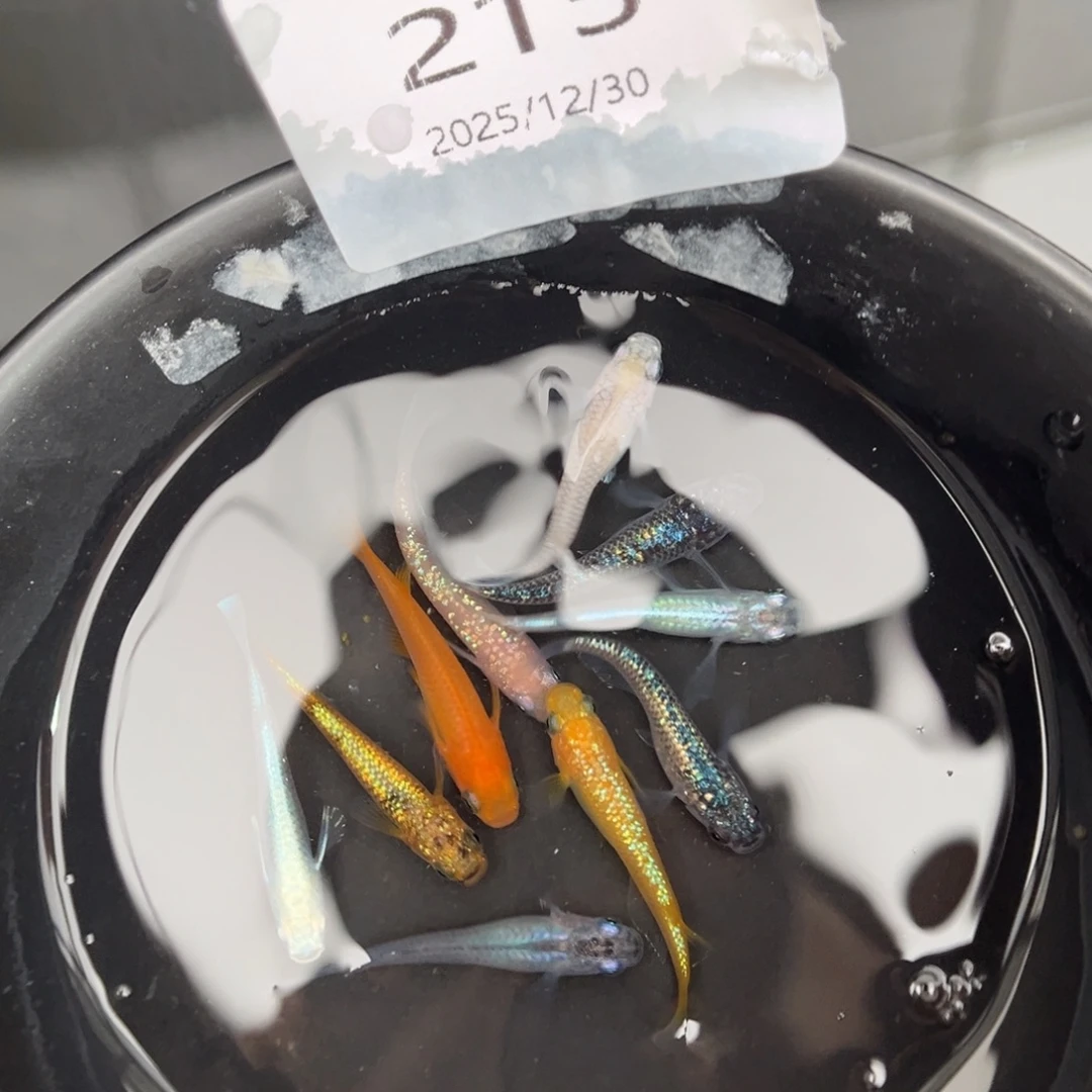 青鳉鱼215混搭10尾