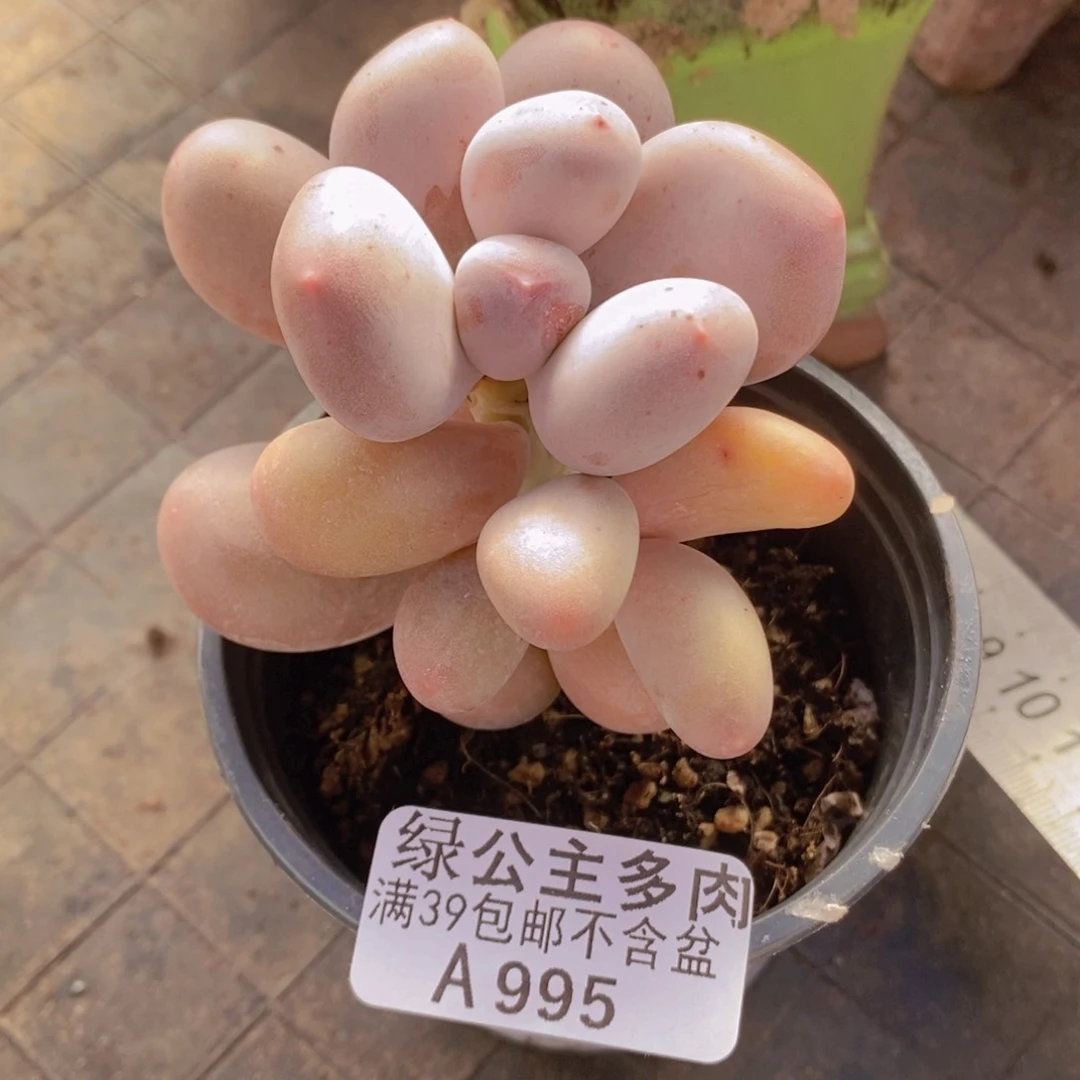米可6cm995多肉植物