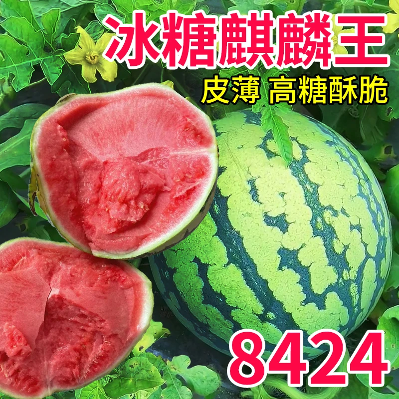 【东方甄选专场】顺丰8424云南麒麟西瓜新鲜水果现摘特大薄皮大西瓜