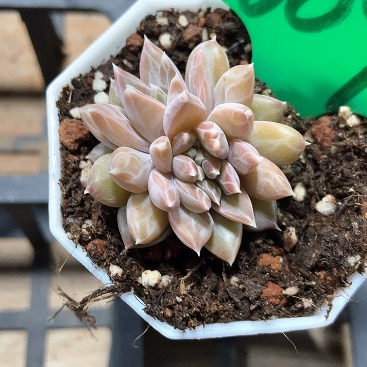 多肉植物美人缀化609